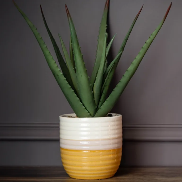 Aloe pot bicolore