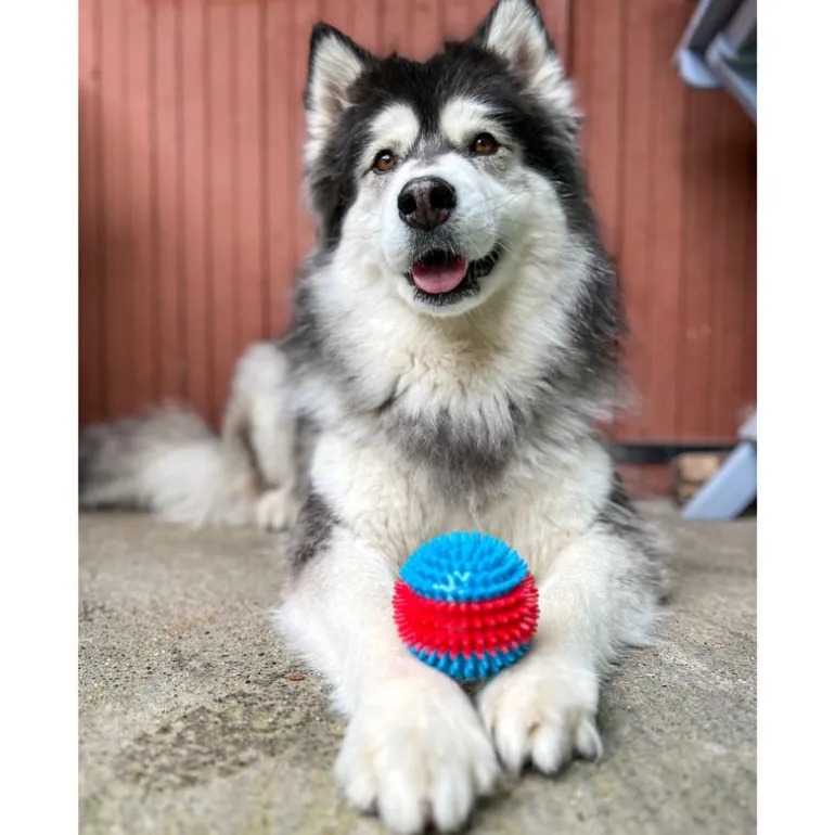 Grande balle pour chien