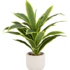Plante verte pot nervure