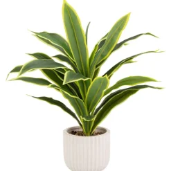 Plante verte pot nervure