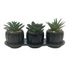 Set de 3 succulentes