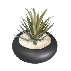 Succulente pot rond