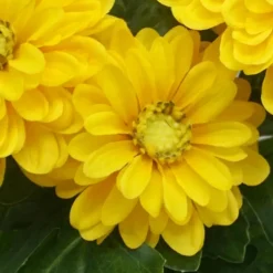 Zinnia artificiel en pot